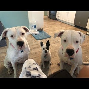 Meet your Posher, Angel